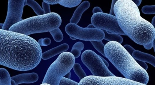 bakterie coli